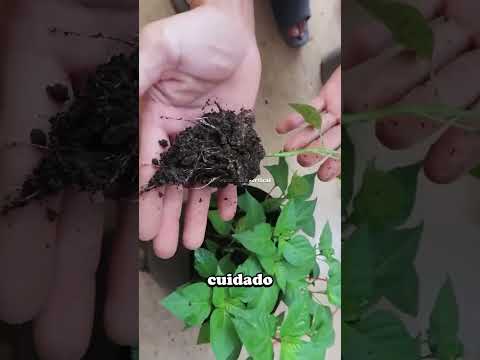 Cultivo de Pimiento Utilizando Botellas vacias. 17 de agosto de 2025