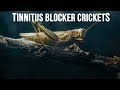 Tinnitus Therapy Just Crickets (11 Hours)