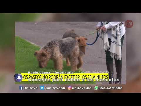 Consejos para cuidar a las mascotas