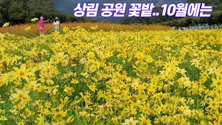 함양 상림공원 꽃밭은 10월에도 아름답다