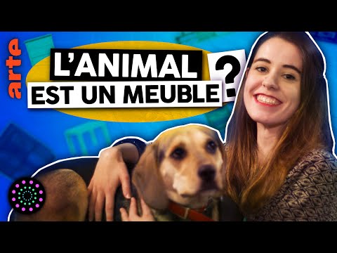 L'animal est-il un meuble (oui) | Angle Droit | Le Vortex#33