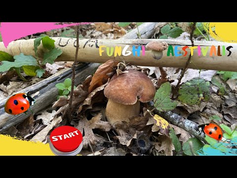 Funghi Porcini, che belli Mushrooms By Luca Corbara