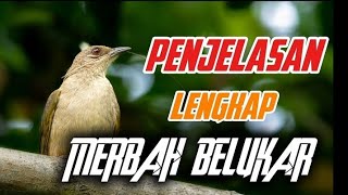 Download lagu Getting to Know the Bush Warbler: A Chirping Bird with a Melodious Voice from the Wild #birds #ch... mp3 Download lagu Getting to Know the Bush Warbler: A Chirping Bird with a Melodious Voice from the Wild #birds #ch... mp3