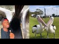 Why You Should NEVER Trust A Pelican With Your Child
