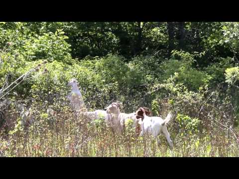 6 01 12 Goats @ RWA 2