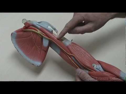 Muscles of the Upper Arm