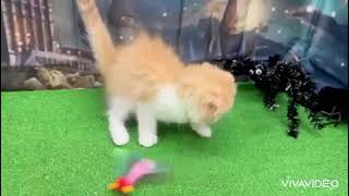 スコティッシュフォールドの動画01