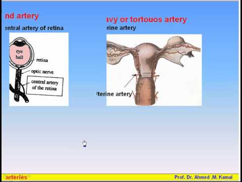 EslamNabil617’s Video 140732525833 gUXYMGdIPHw