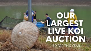 🔥 The Biggest Koi Auction of the Year! | Over 40 Hand-Picked Japanese 