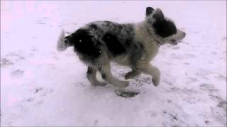 Max Rocks (Border Aussie Fetching a Stone in Canada)
