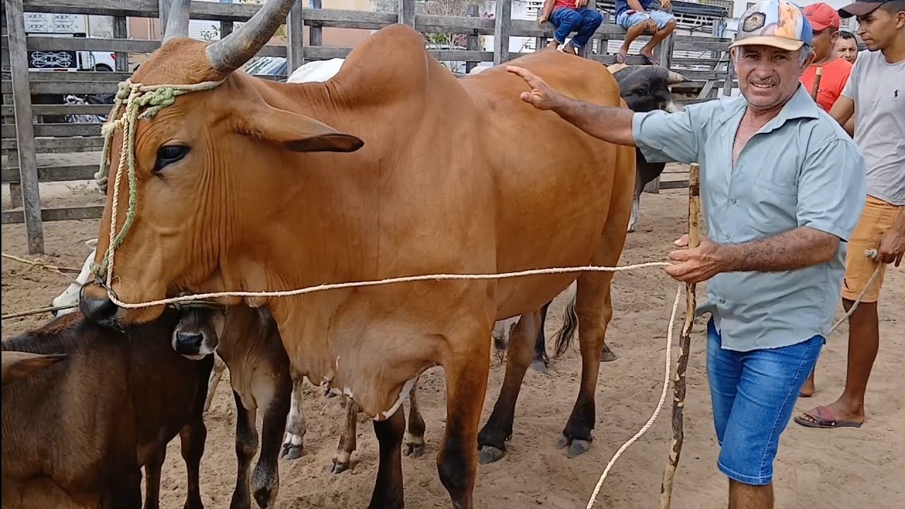 LAGOA DE PEDRAS-RN  LOTADA, SÓ GADO SELECIONADO, 16-12-2024