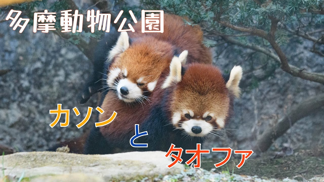 25.03多摩動物公園 レッサーパンダのタオファとカソン