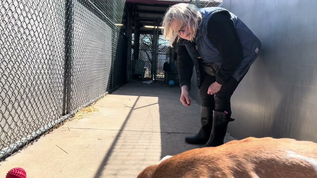 Enlarge Tik Tok, a ADOPTABLE Pit Bull Terrier in Chicago, IL video 5/5