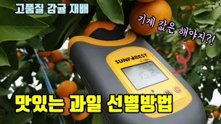 고품질 맛있는 과일 선별방법 휴대용비파괴당도측정기로 당도 높은 감귤만 선별하여 수확해보고 맛도 보았고 곧 경…