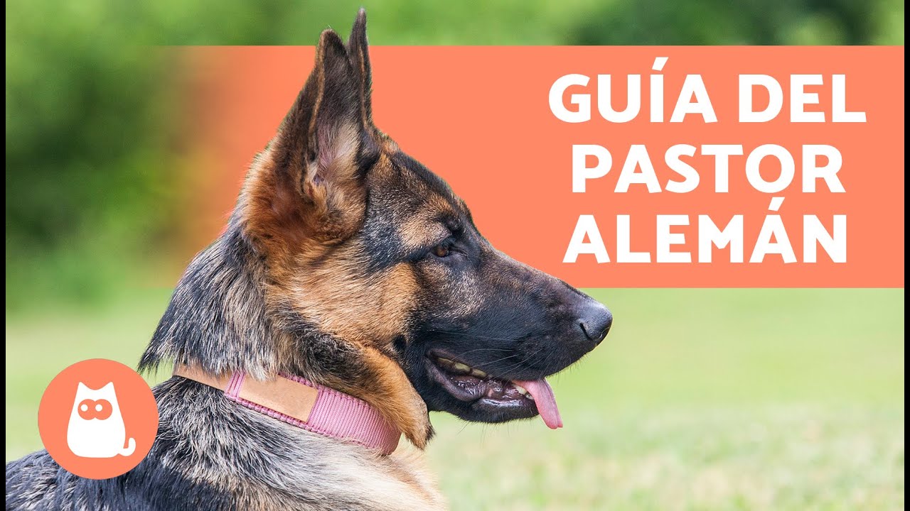 Guía Completa del PASTOR ALEMÁN 🐶✅ (Educación, Cuidados, Ventajas y Diferencias)