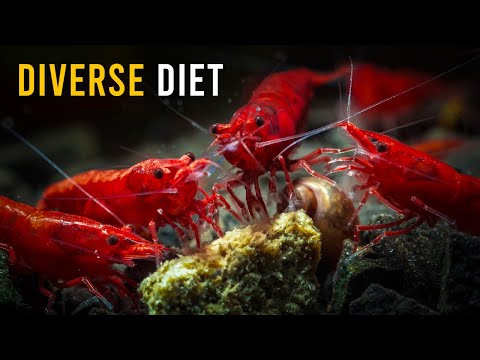 10 Essential Shrimp Foods That Will Help Them THRIVE!