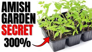 Visual PROOF Why Amish Gardens Grow Faster And Produce More Vegetables