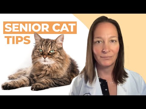 10 Proven Senior Cat Care Tips That Actually Work (A Vet's Perspective)