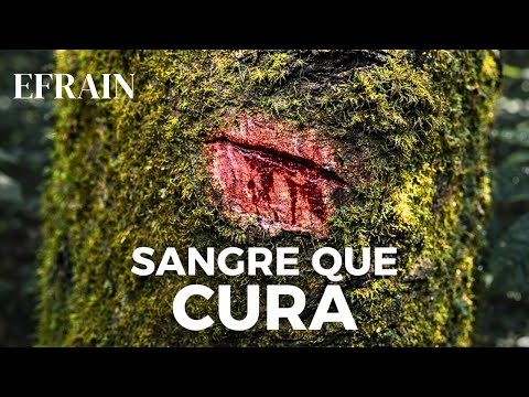 La Sangre de Drago en la Brujería: Rituales y Advertencias (Documental)