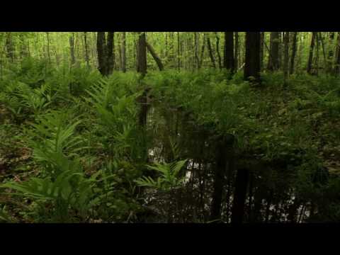 Take 5: The Forest Awakens - Guided Imagery for Stress Relief (verbal, music & nature sounds)