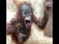 Helpful Monkey Wallpapers Entire Home - JAD FAIR & YO LA TENGO