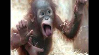 Helpful Monkey Wallpapers Entire Home - JAD FAIR & YO LA TENGO