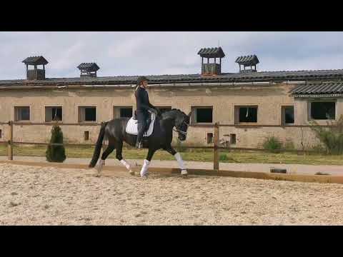 "Rainbow Queen" v. Double Diamond AK 2018*