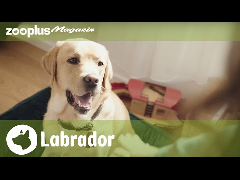 Labrador Retriever: Showline vs Arbeitslinie, Erziehung & Charakter | zooplus.de