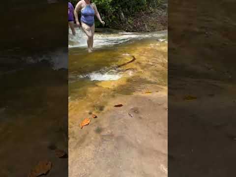 Cobra na cachoeira de MG: flagra impressionante viraliza