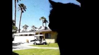 i've got a cat, a FUCKIN' cat