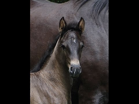 Hannoveraner Stutfohlen von Le Vivaldi / Desperados / K2 Juli 2016