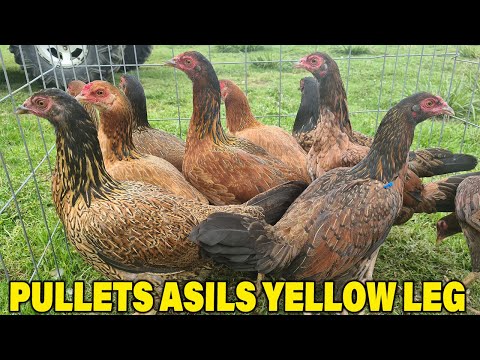 Pollas Asil Yellow Leg Kelso Rancho El Amarillo