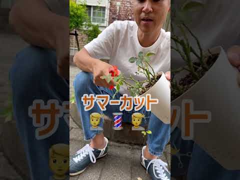 中国のバラの茂み、Rosa chinensis