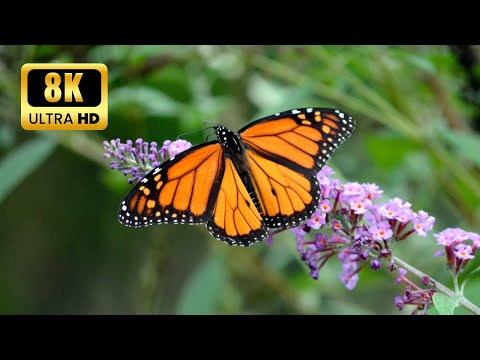 2 Hours of Stunning 8K Insect Footage | Close-up Nature Exploration