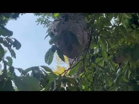 Hornets Sting School Staff Members in Freehold, NJ