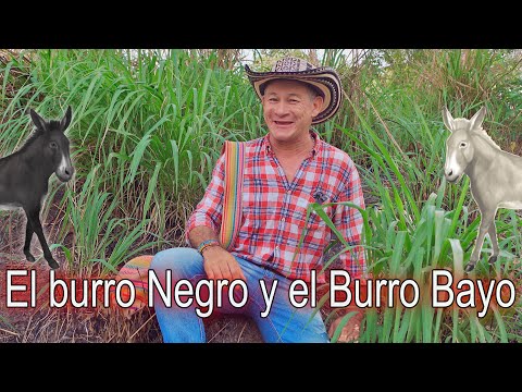 El Burro Negro y el Burro Bayo - Tio Pello