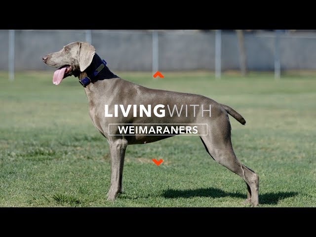 Videouttalande av Weimaraner Engelska