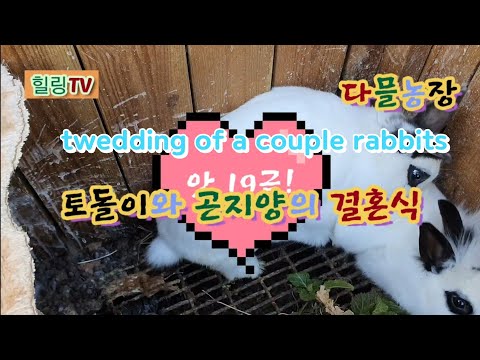 , title : '토끼 부부 결혼식 (wedding of a couple  rabbits)'