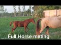 Horse Mating In Farm Video Video First Viralvideo
