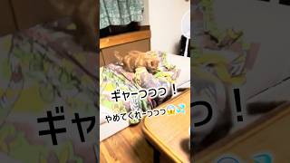 【猫動画】保護した仔猫と先住猫日常🐈‍⬛かわいいし癒し #保護猫 #子猫 #ねこのいる生活