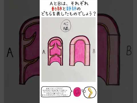 薬学科 動脈と静脈