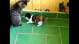 preview picture of video 'Wenn Katzenbabys auf noch kleinere Katzenbabys treffen (Tierheim Rostock Laage)'