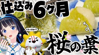 【大発見の続き】桜のアノ味を確かめるために、葉っぱを６ヶ月も塩漬けにした結果。