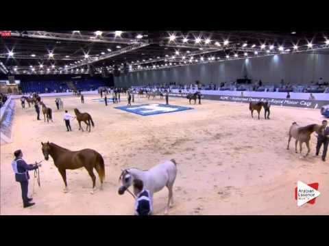 International Dubai 2016 Colts 2 years old (CLASS 10)