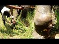 Heart wrenching! Treating poor Elephant suffering with agonizing abscess in the leg