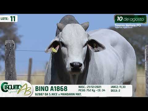 LOTE 11   BINO A1868