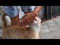 Cat Meowing At High Speed Was So Hungry That He Bit Me To Feed Him