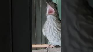 Download lagu BURUNG SIRI SIRI KECIL SUMATERA GACOR mp3