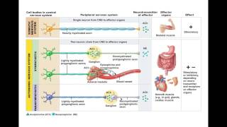 Chapter 14.6 ANS Neurotransmitters and Receptors BIO201