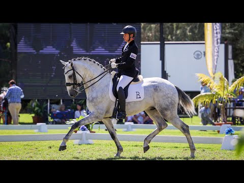 Neptuno das Faias - 4YO Ridden Males' Champion at FIPSL 2021